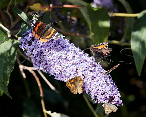 Butterflies nectaring on buddleia flowers Red Admiral Small Tortoiseshell and Walls Mill Hill Nature Reserve ShorehambySea Sussex England