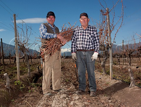 Winter pruning in Don Melchor vineyard of Concha y Toro Maipo Valley Chile