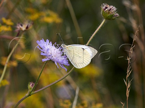 Large White nectaring on scabious Hartslock Nature Reserve GoringonThames Oxfordshire England