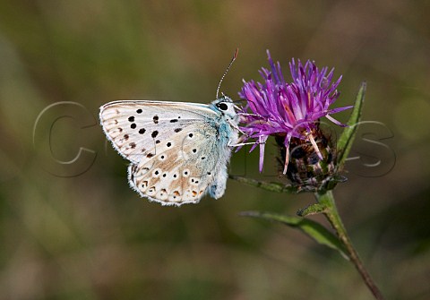 Chalkhill Blue male nectaring on knapweed Denbies Hillside Ranmore Common Surrey England