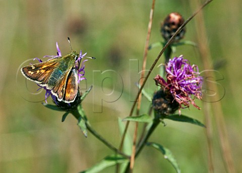 Silverspotted Skipper female nectaring on knapweed Denbies Hillside Ranmore Common Surrey England
