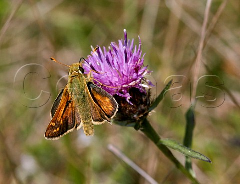 Silverspotted Skipper male nectaring on knapweed Denbies Hillside Ranmore Common Surrey England
