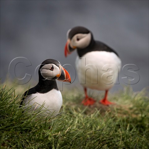 Puffins at Borgarfjordur on the east coast of Iceland