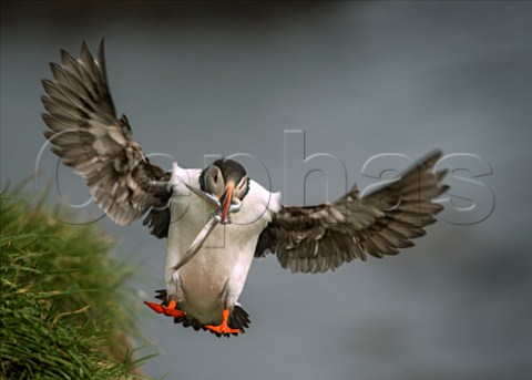 Puffin with sand eels in its beak Borgarfjordur on the east coast of Iceland