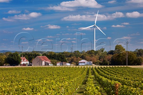 Sauvignon Blanc vineyard with wind turbine beyond Brinay Cher France  Quincy