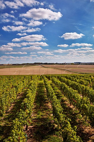 Sauvignon Blanc vineyard Reuilly Cher France  Reuilly