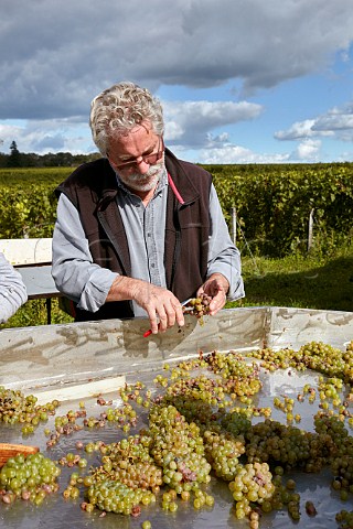 Jacky Blot died 2023 with Chenin Blanc grapes on the sorting table in his Clos de Mosny vineyard Domaine de la Taille aux Loups Husseau IndreetLoire France MontlouissurLoire