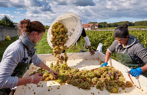 Chenin Blanc grapes on the sorting table in Clos de Mosny vineyard of Domaine de la Taille aux Loups Husseau IndreetLoire France MontlouissurLoire