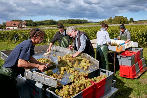 Jacky Blot died 2023 and his workers with Chenin Blanc grapes on the sorting tables in his Clos de Mosny vineyard Domaine de la Taille aux Loups Husseau IndreetLoire France MontlouissurLoire