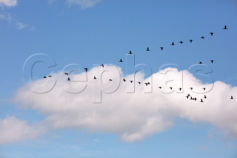 Cormorants flying in a Vformation   West Molesey Surrey England