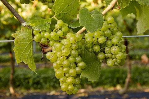 Chardonnay grapes on the vine Jenkyn Place Vineyard Bentley Hampshire England