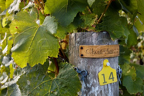 Chardonnay strainer post of Jenkyn Place Vineyard Bentley Hampshire England