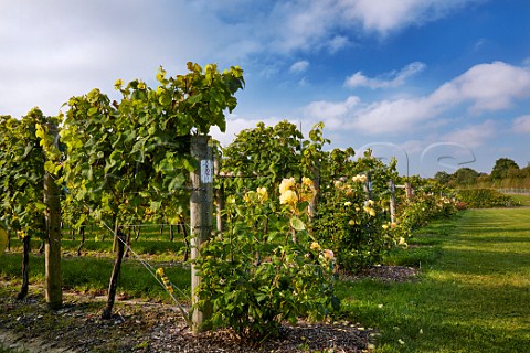 Roses at end of vine rows Jenkyn Place Vineyard Bentley Hampshire England