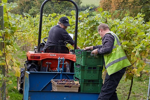 Collecting crates of harvested grapes in Higher Plot Vineyard of Smith and Evans Langport Somerset England
