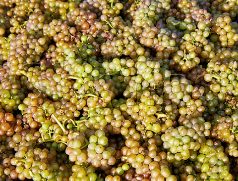 Harvested Pinot Gris grapes of Rathfinny Wine Estate Alfriston Sussex England