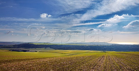 Vineyards and winery of Rathfinny Wine Estate with the English Channel in distance Alfriston Sussex England