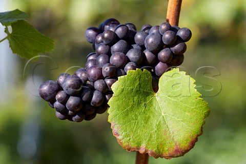 Pinot Noir grapes in vineyard of Rathfinny Wine Estate Alfriston Sussex England