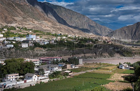 Vineyards at Benzilanzhen with village of Zigengxiang across the Jinsha River a headwater of the Yangtze River Deqen Yunnan province China