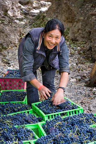 Woman with crates of Cabernet Sauvignon grapes destined for ShangriLa Winery Gushui Village vineyard above the Lantsang River near Deqen Yunan Province China