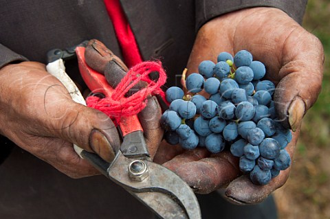 Picker holding Cabernet Sauvignon grapes Gushui Village vineyard of ShangriLa winery Near Deqen Deqin County Yunan Province China