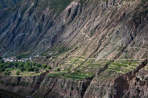 Vineyards of ShangriLa winery at Sinong village above the Lancang River Near Zhaan Deqen County  Yunnan Province China