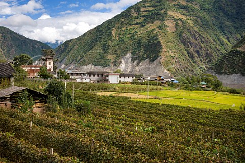 Cabernet Sauvignon vineyard by the historic Frenchbuilt Catholic Church in Cizhong village on the LanCang River Yunnan Province China