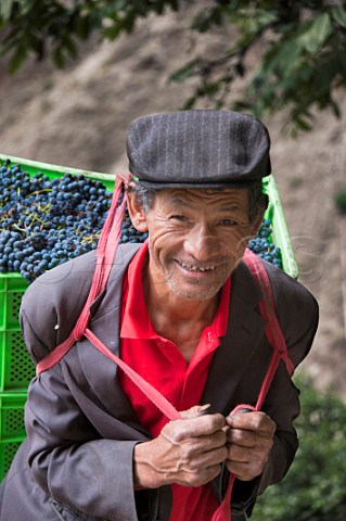 Man carrying crates of harvested Cabernet Sauvignon grapes for ShangriLa Winery Gushui Village vineyard above the Lantsang River on National Highway 214 near Deqen Deqin County Yunan Province China