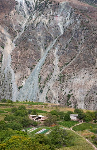 Vineyards near Ximangtong village in the LanCang River Valley Yunnan Province China
