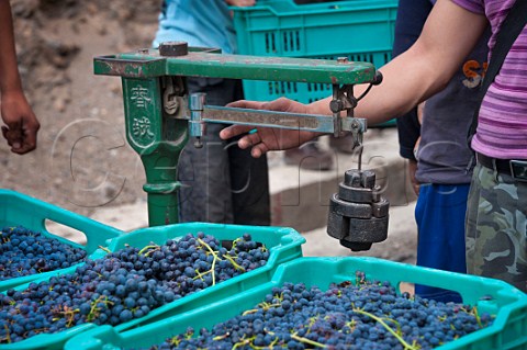 Weighing harvested Cabernet Sauvignon grapes for ShangriLa Winery grown by 37 farming families along the DeWeiXian De Wei Xian road between Cizhong and Yunling Deqen County Deqin Yunnan Province China