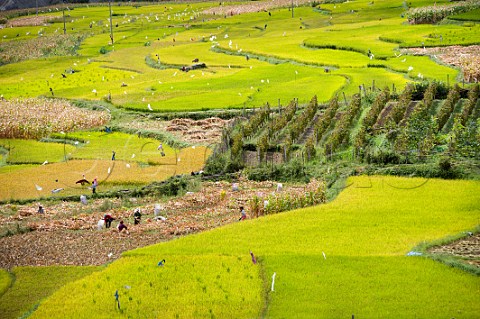 Cabernet Sauvignon vineyard amongst rice paddies at Cizhong village on the LanCang River Yunnan Province China