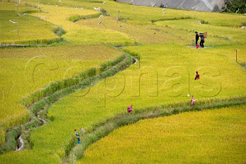 Workers and scarecrows in rice paddies at Cizhong village on the LanCang River also called Lantsang Lansang and Mekong River Yunnan Province China Asia