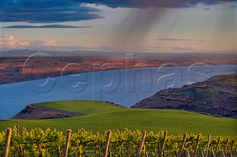 The Benches Vineyard above the Columbia River Wallula Washington USA Horse Heaven Hills