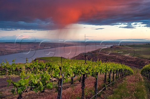 Cabernet Sauvignon vines in The Benches Vineyard above the Columbia River Wallula Washington USA Horse Heaven Hills