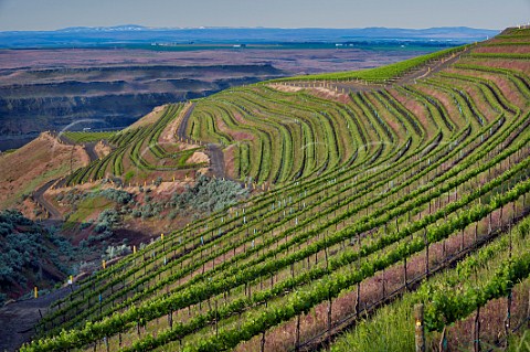 The Benches Vineyard above the Columbia River Wallula Washington USA Horse Heaven Hills