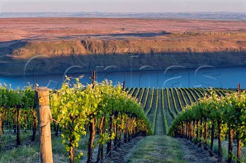 The Benches Vineyard above the Columbia River Wallula Washington USA Horse Heaven Hills
