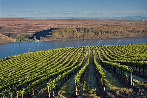 Syrah vines in The Benches Vineyard above the Columbia River Wallula Washington USA Horse Heaven Hills
