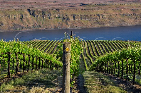 Syrah vines in The Benches Vineyard above the Columbia River Wallula Washington USA Horse Heaven Hills