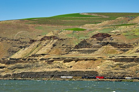 The Benches Vineyard viewed from across the Columbia River  Wallula Washington USA Horse Heaven Hills