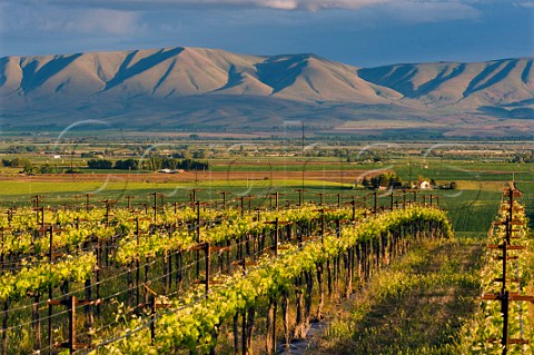 Red Willow Les Vignes de Marcoux vineyard with the Yakima Nation Reservation in distance Near Toppenish Washington USA Yakima Valley AVA