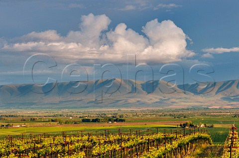 Red Willow Les Vignes de Marcoux vineyard with the Yakima Nation Reservation in distance Near Toppenish Washington USA Yakima Valley AVA