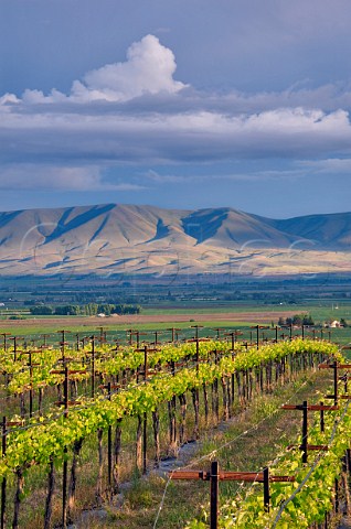 Red Willow Les Vignes de Marcoux vineyard with the Yakima Nation Reservation in distance Near Toppenish Washington USA Yakima Valley AVA