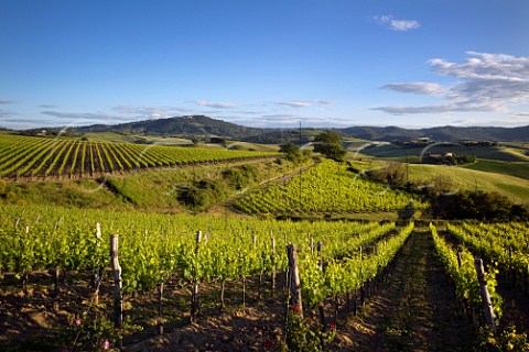 View southwest over vineyards of Altesino and Caparzo to the hilltop town of Montalcino Tuscany Italy Brunello di Montalcino