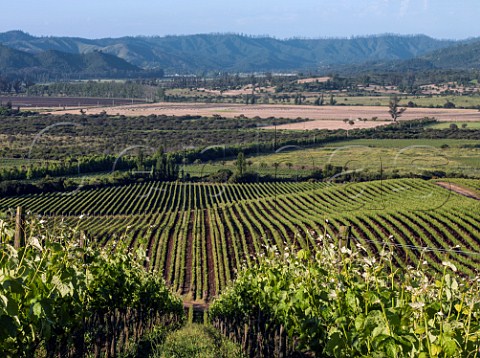 Syrah vines of Kingston Family Vineyards Casablanca Valley Chile