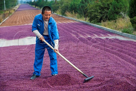 Worker spreading grape seeds out to dry for sale as a cosmetic ingredient and in aromatherapy  Domaine Helan Mountain of Pernod Ricard Ningxia Province China