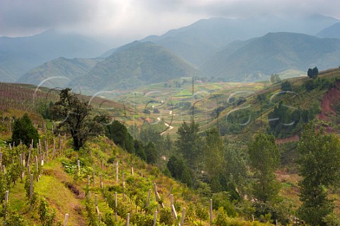 Pinot Noir top left and Cabernet Sauvignon vineyards of Jade Valley Winery established by Qingyun Ma in 2000  Xian Shaanxi Province China