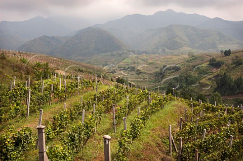 Pinot Noir top left and Cabernet Sauvignon vineyards of Jade Valley Winery established by Qingyun Ma in 2000  Xian Shaanxi Province China