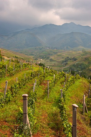 Pinot Noir top left and Cabernet Sauvignon vineyards of Jade Valley Winery established by Qingyun Ma in 2000  Xian Shaanxi Province China