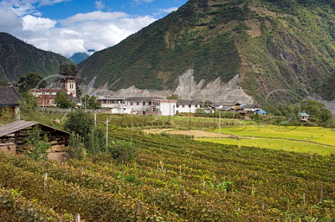 Cabernet Sauvignon vineyard by the historic Catholic Church in Cizhong village on the LanCang River Yunnan Province China