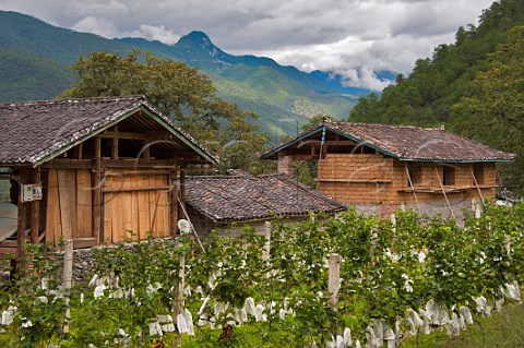 Chardonnay grapes protected with paper bags in vineyard leased by ShangriLa Winery Hada Community Qibie Village Weixi County Yunnan Province China