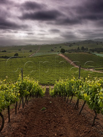 Syrah vines of Kingston Family Vineyards with Casas del Bosque vineyards in distance Casablanca Valley Chile